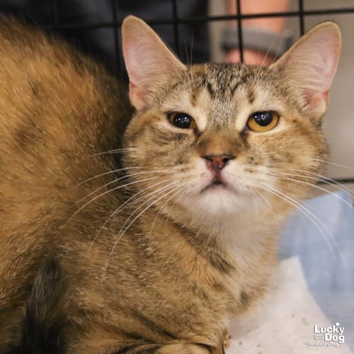 TORTELLINI - Domestic Short Hair available for adoption