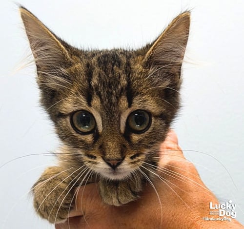 EDDIE - Domestic Short Hair available for adoption