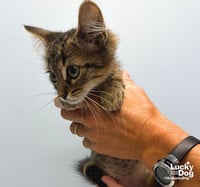 Eddie - Photo 3