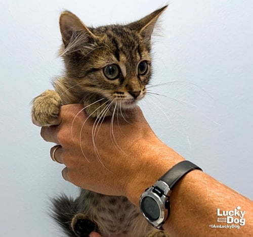 EDDIE - Domestic Short Hair available for adoption