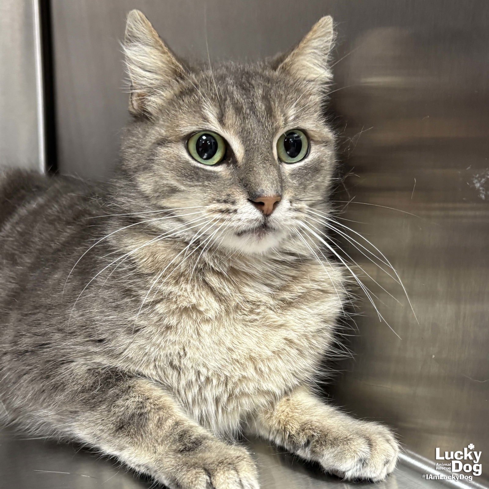 RENEE - Domestic Short Hair available for adoption