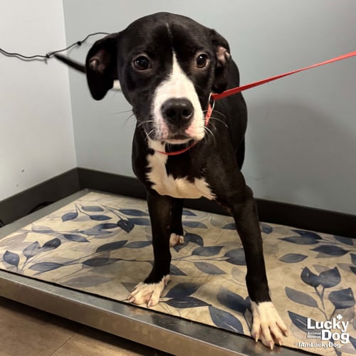 RHYTHM - Boxer / Labrador Retriever available for adoption