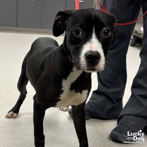 RHYTHM - Boxer / Labrador Retriever available for adoption