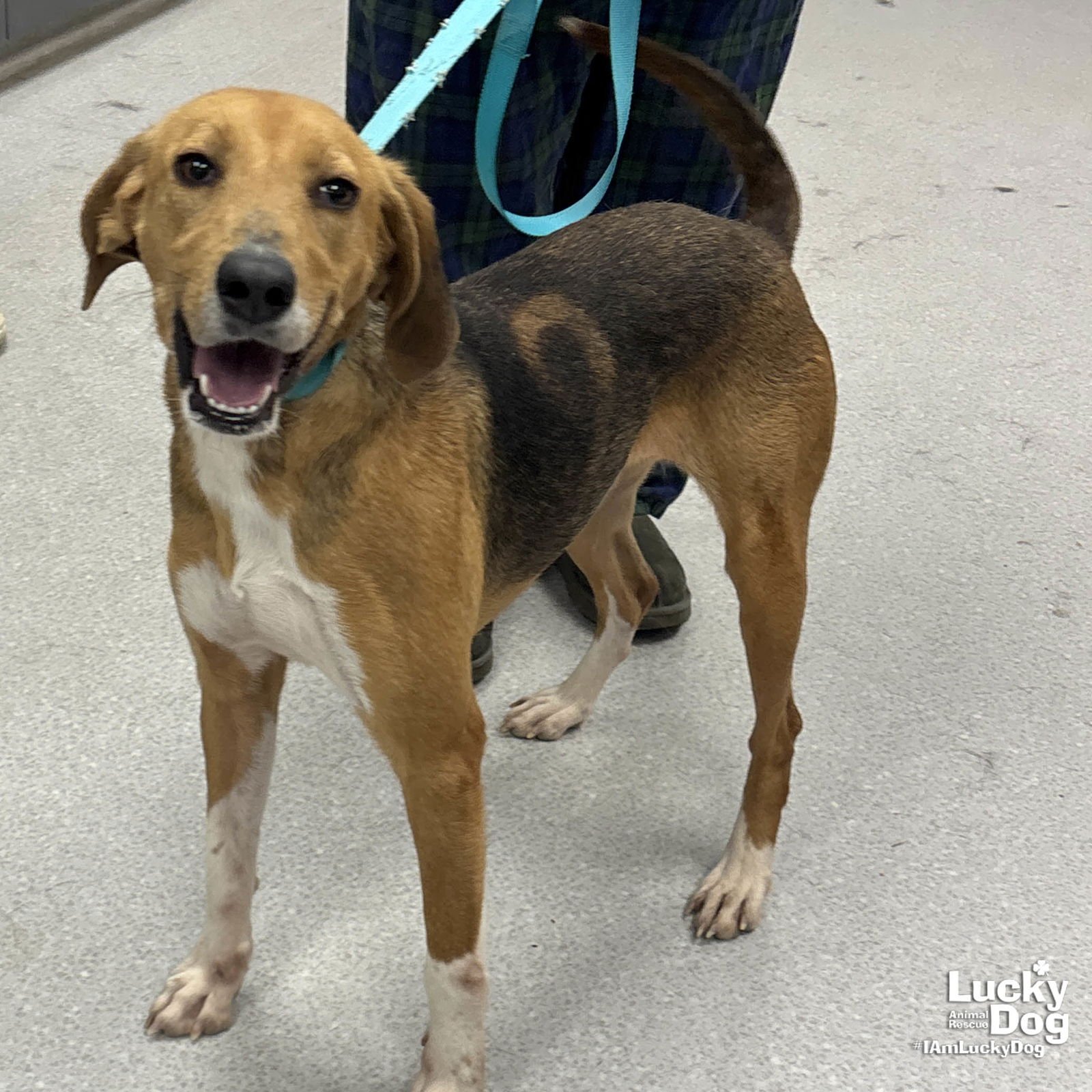 MAPLE - Treeing Walker Coonhound / Hound available for adoption