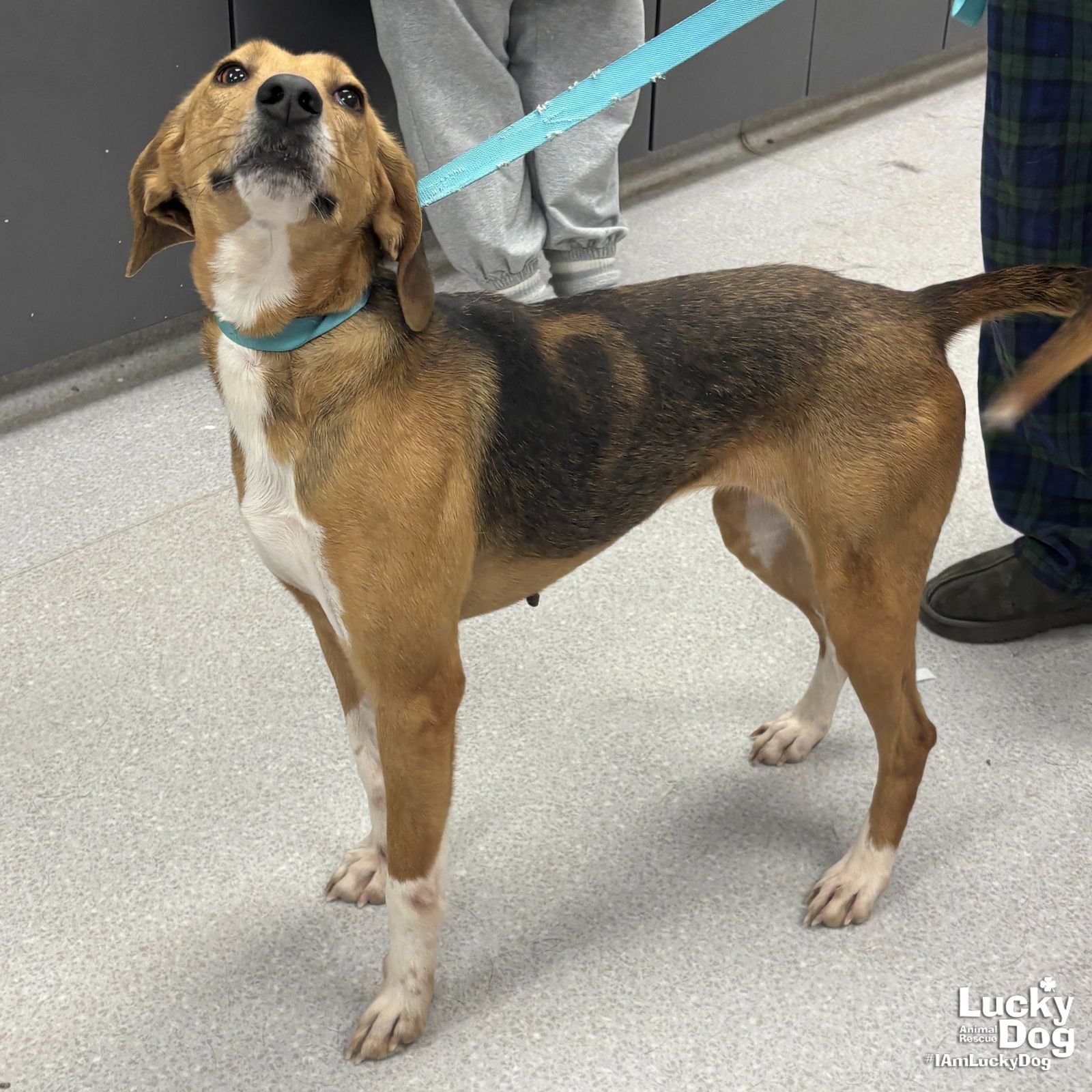 MAPLE - Treeing Walker Coonhound / Hound available for adoption