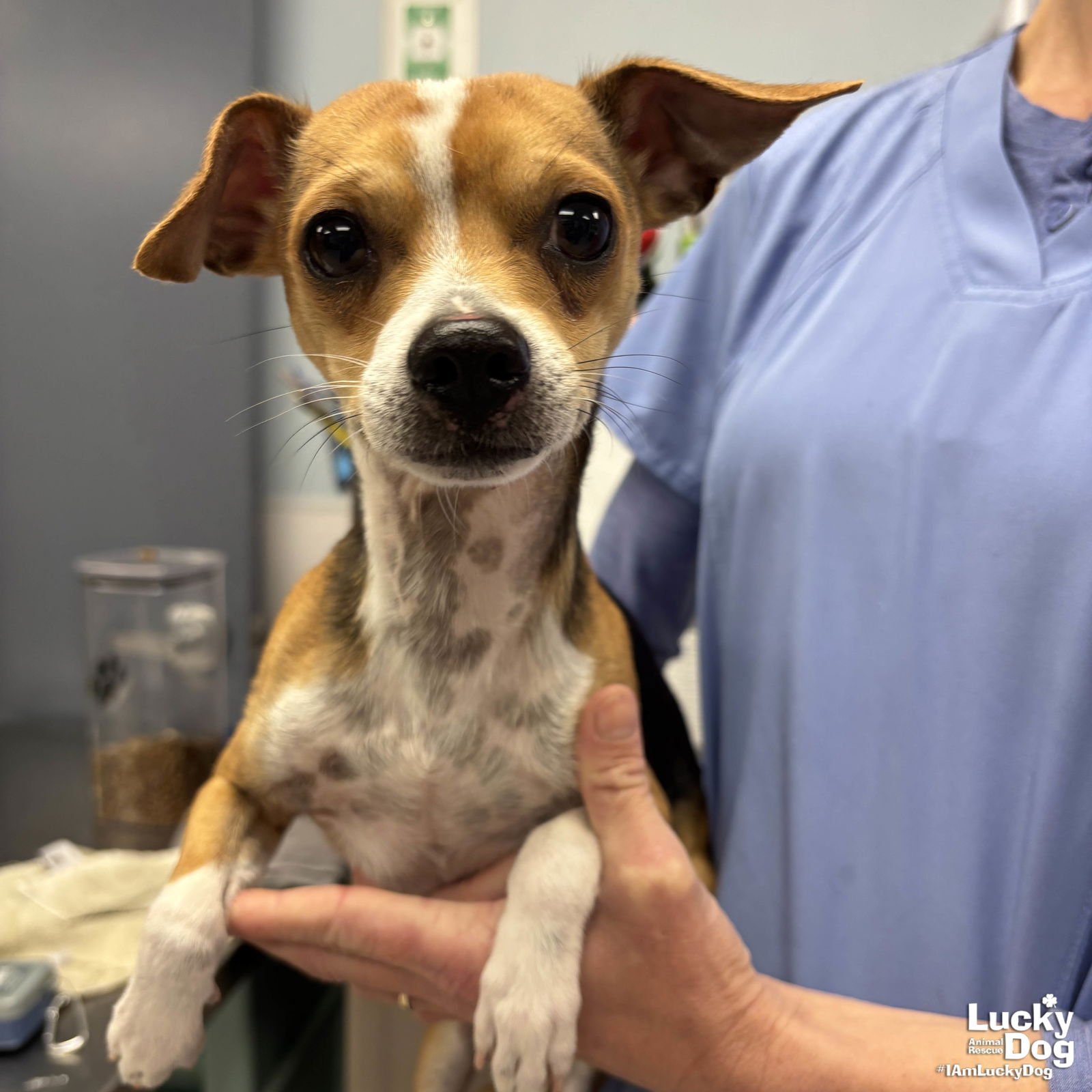 ANTHONY - Chihuahua available for adoption