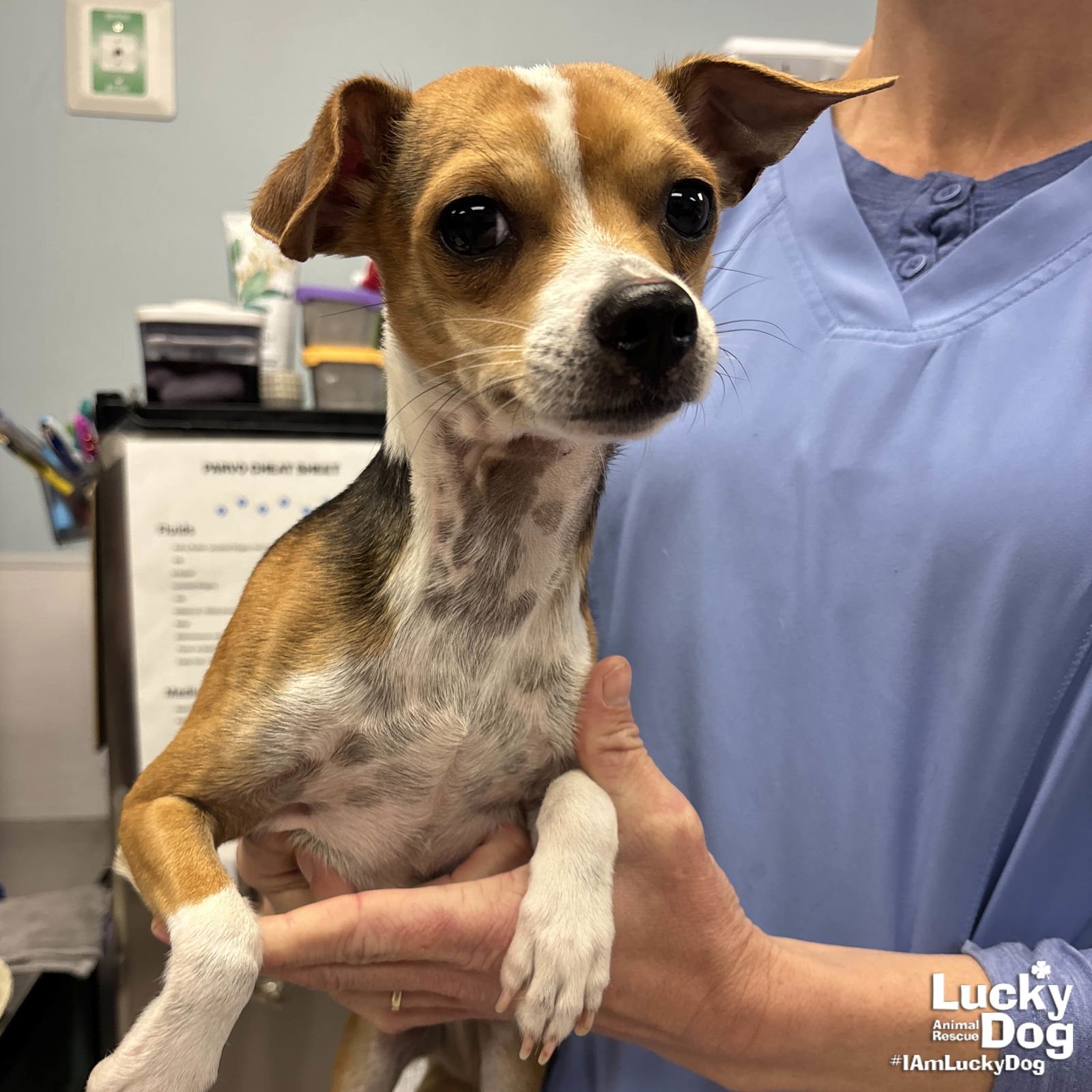 ANTHONY - Chihuahua available for adoption