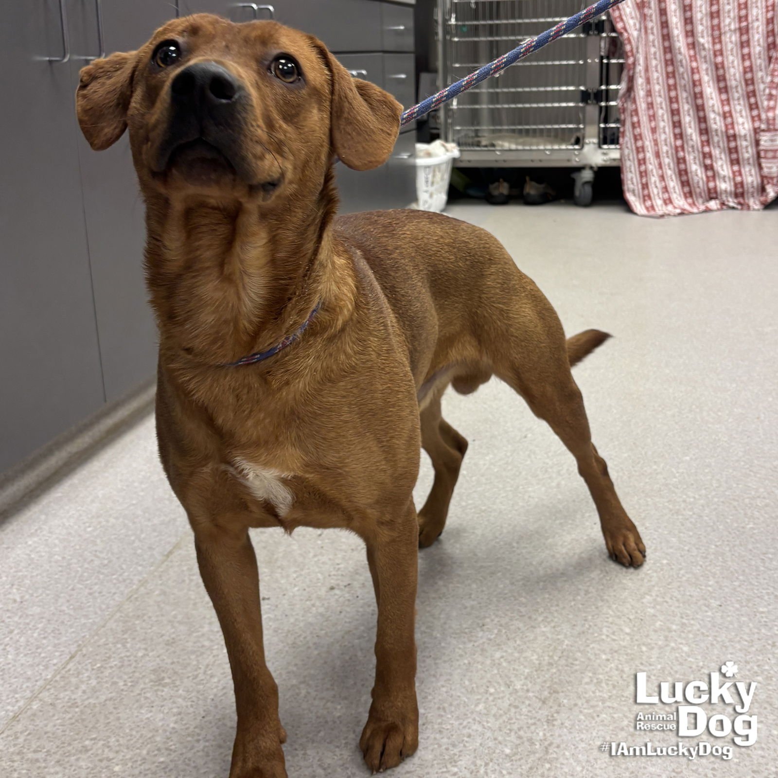 BLUEBERRY - Labrador Retriever / Retriever available for adoption