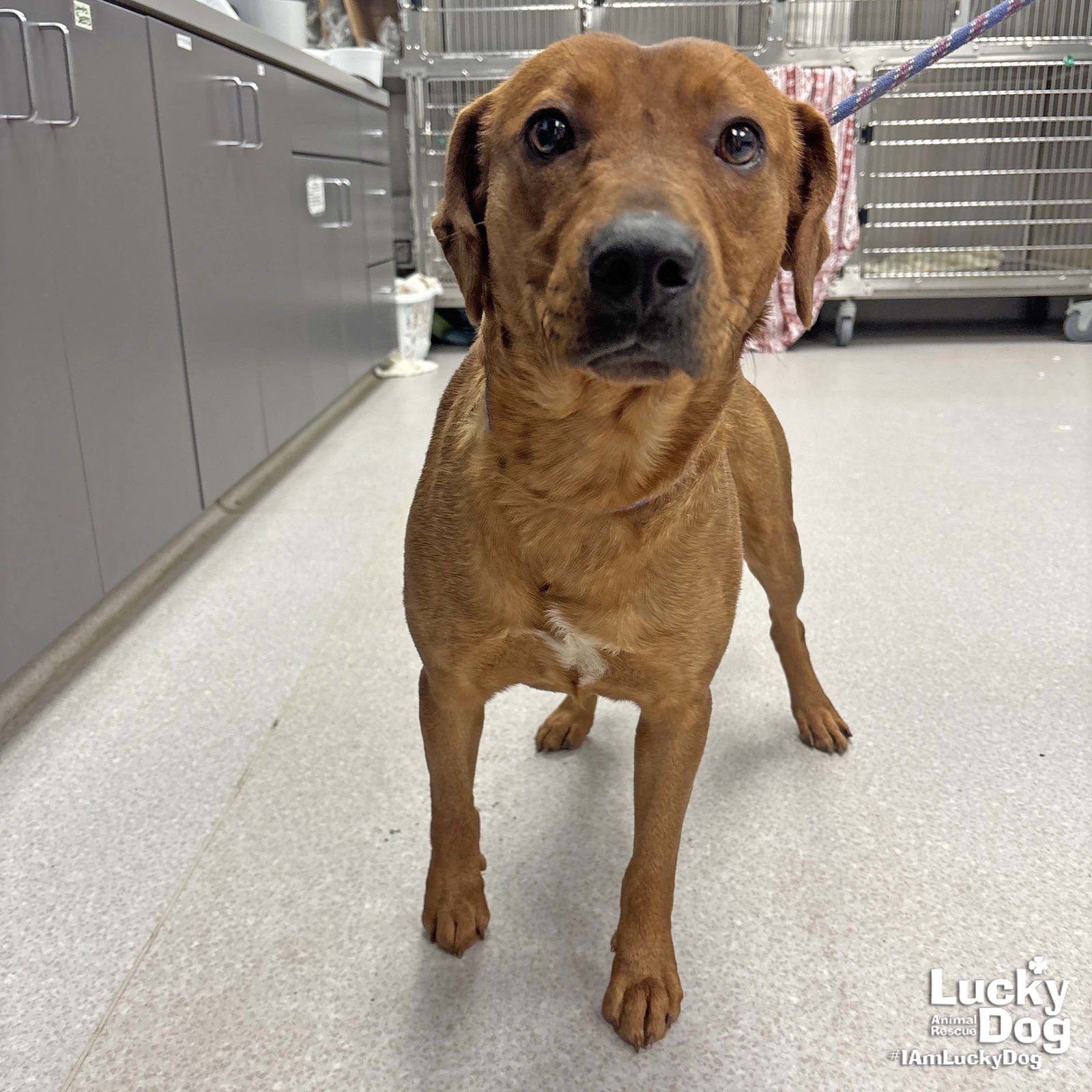BLUEBERRY - Labrador Retriever / Retriever available for adoption