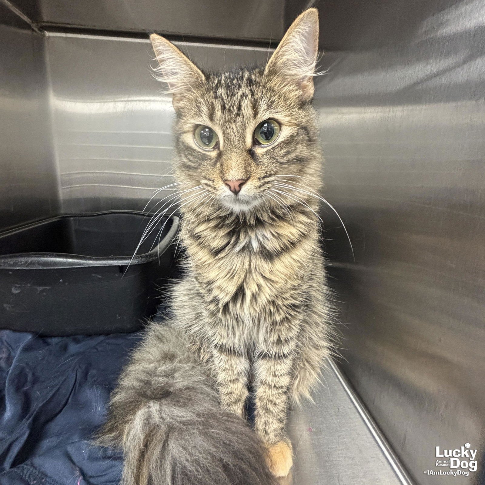 LULU - Domestic Medium Hair / Tabby available for adoption