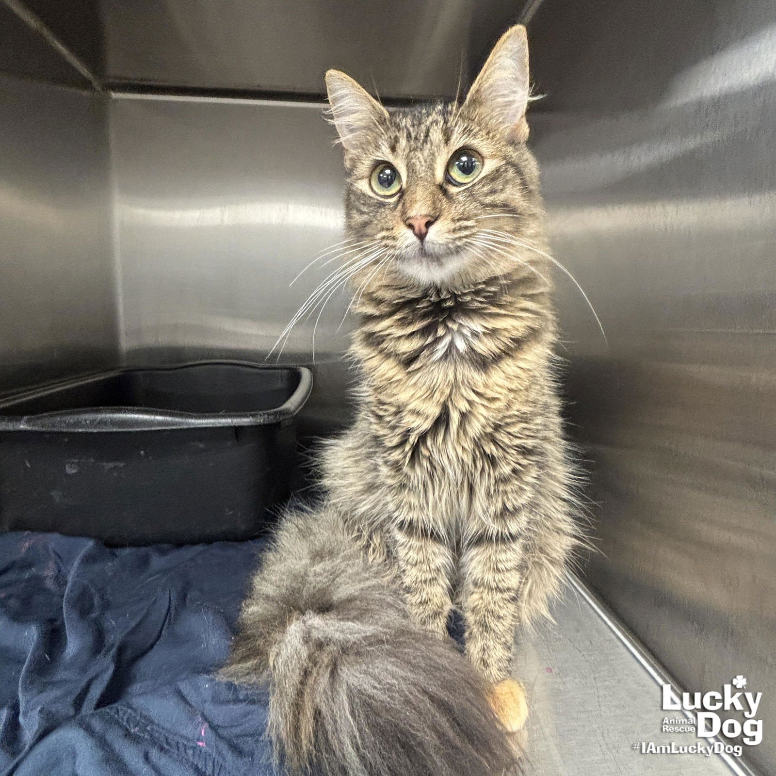 LULU - Domestic Medium Hair / Tabby available for adoption