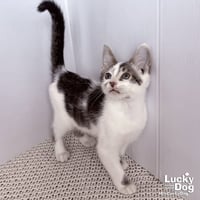 Nigel - Photo 1