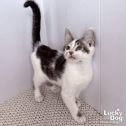 NIGEL - Domestic Short Hair available for adoption