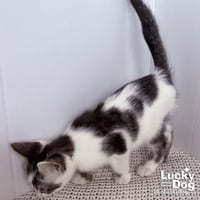 Nigel - Photo 4