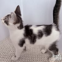 Nigel - Photo 2