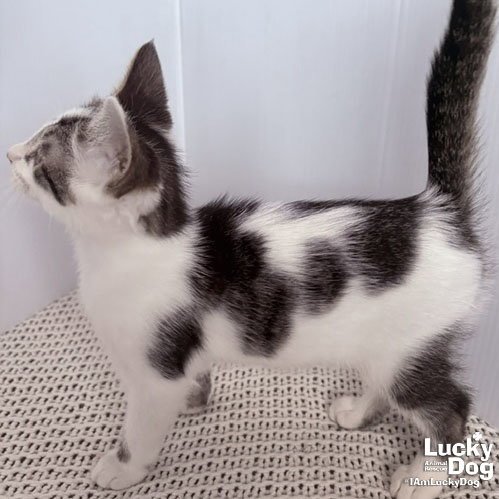 NIGEL - Domestic Short Hair available for adoption