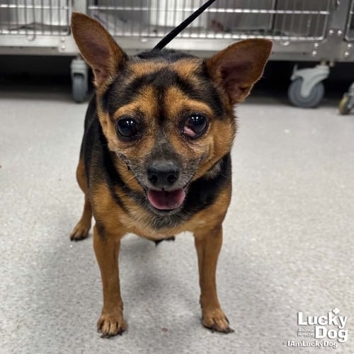 NUGGET - Chihuahua available for adoption