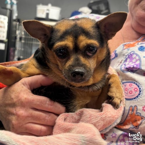 NUGGET - Chihuahua available for adoption