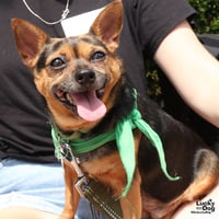 Nugget - Photo 2