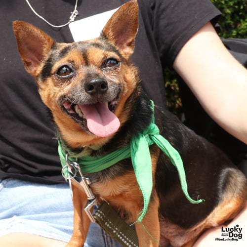 NUGGET - Chihuahua available for adoption