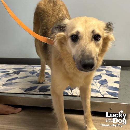 CRICKET - Shetland Sheepdog Sheltie available for adoption