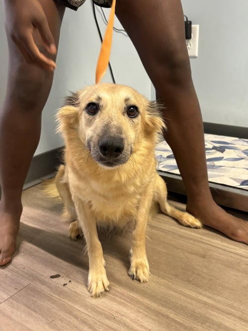 CRICKET - Shetland Sheepdog Sheltie available for adoption