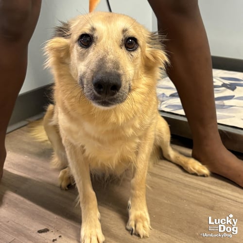 CRICKET - Shetland Sheepdog Sheltie available for adoption