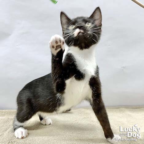 ODELLE - Domestic Short Hair available for adoption