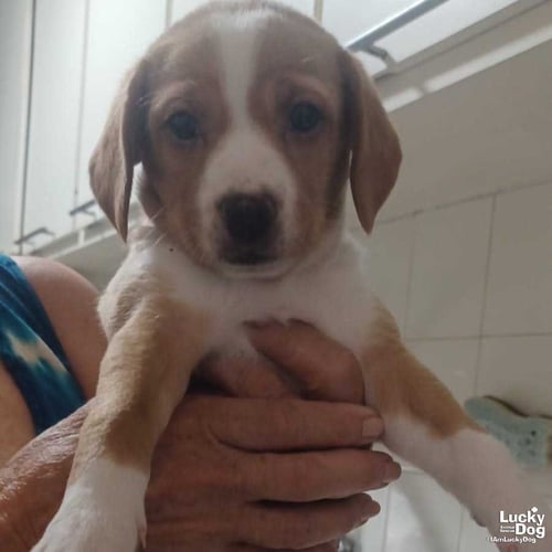 PECKY - Terrier / Shepherd available for adoption