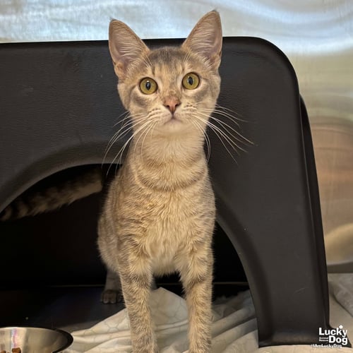 BRANDY - Domestic Short Hair available for adoption