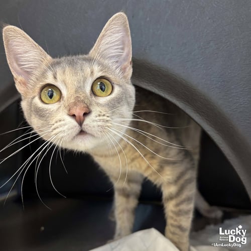BRANDY - Domestic Short Hair available for adoption