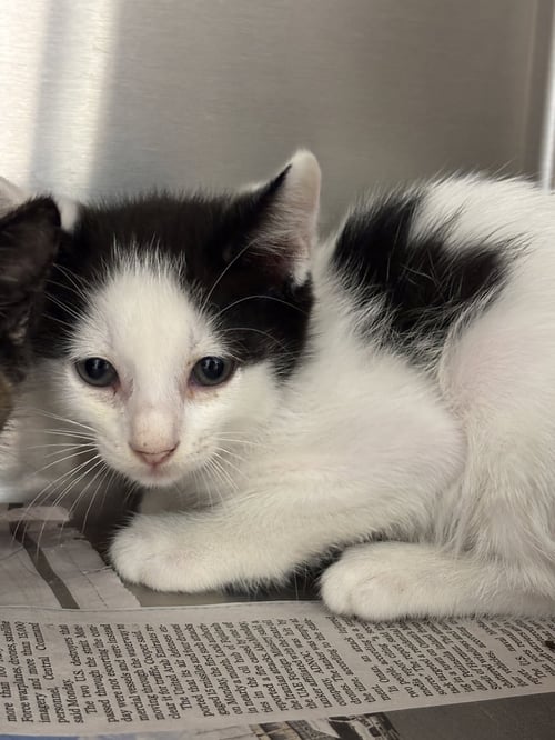 BABY SETH - Domestic Short Hair available for adoption