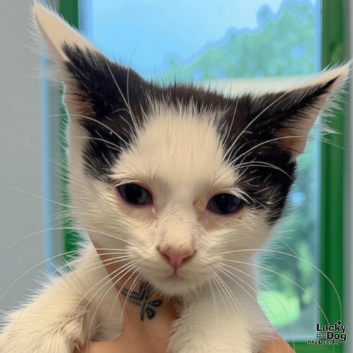 BABY SETH - Domestic Short Hair available for adoption