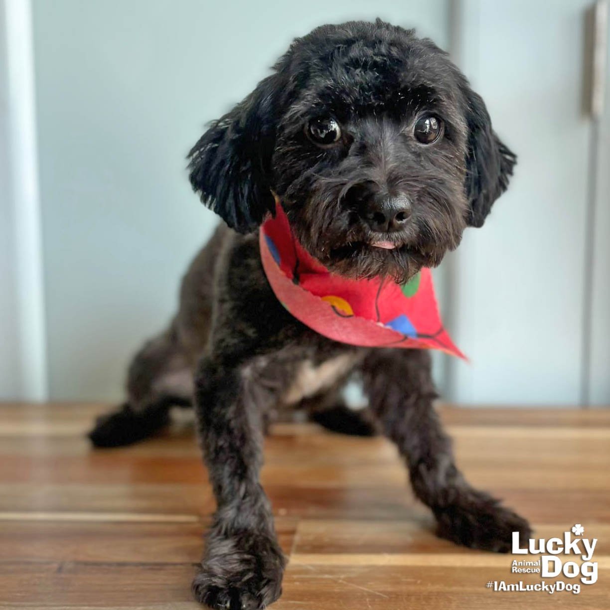 THEO - Shih Tzu available for adoption