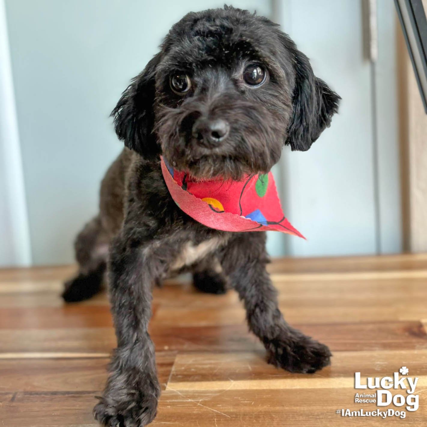 THEO - Shih Tzu available for adoption