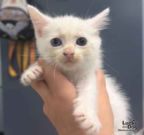 ELSA - Domestic Short Hair available for adoption