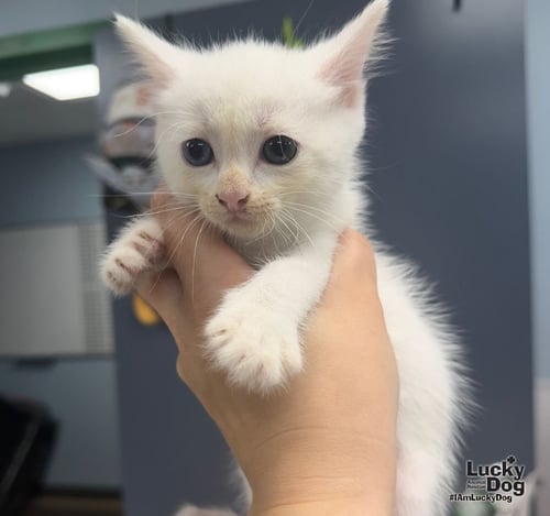 ELSA - Domestic Short Hair available for adoption