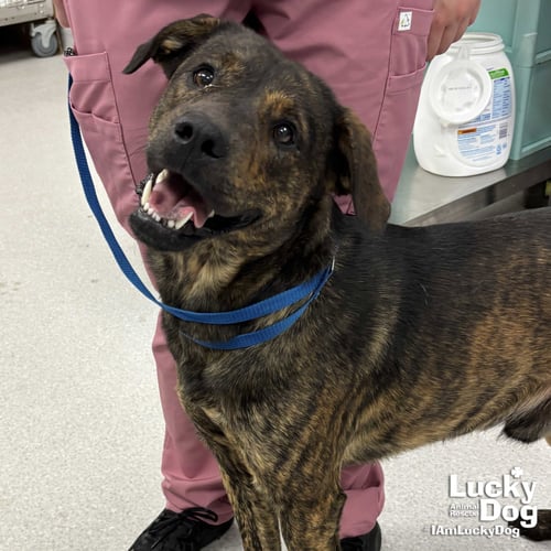 RONALD - Shepherd available for adoption