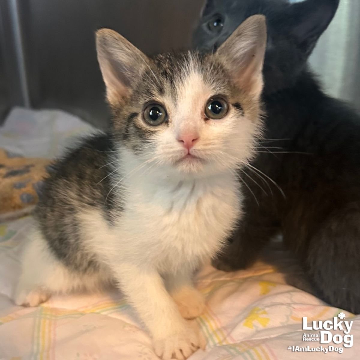 LIL LIGHTBULB - Domestic Short Hair available for adoption