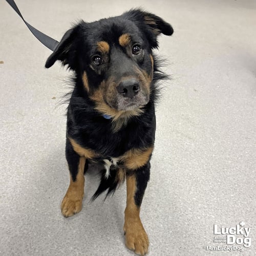 ARCHER - Shepherd / Basset Hound available for adoption