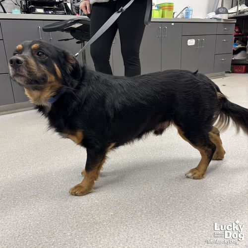 ARCHER - Shepherd / Basset Hound available for adoption