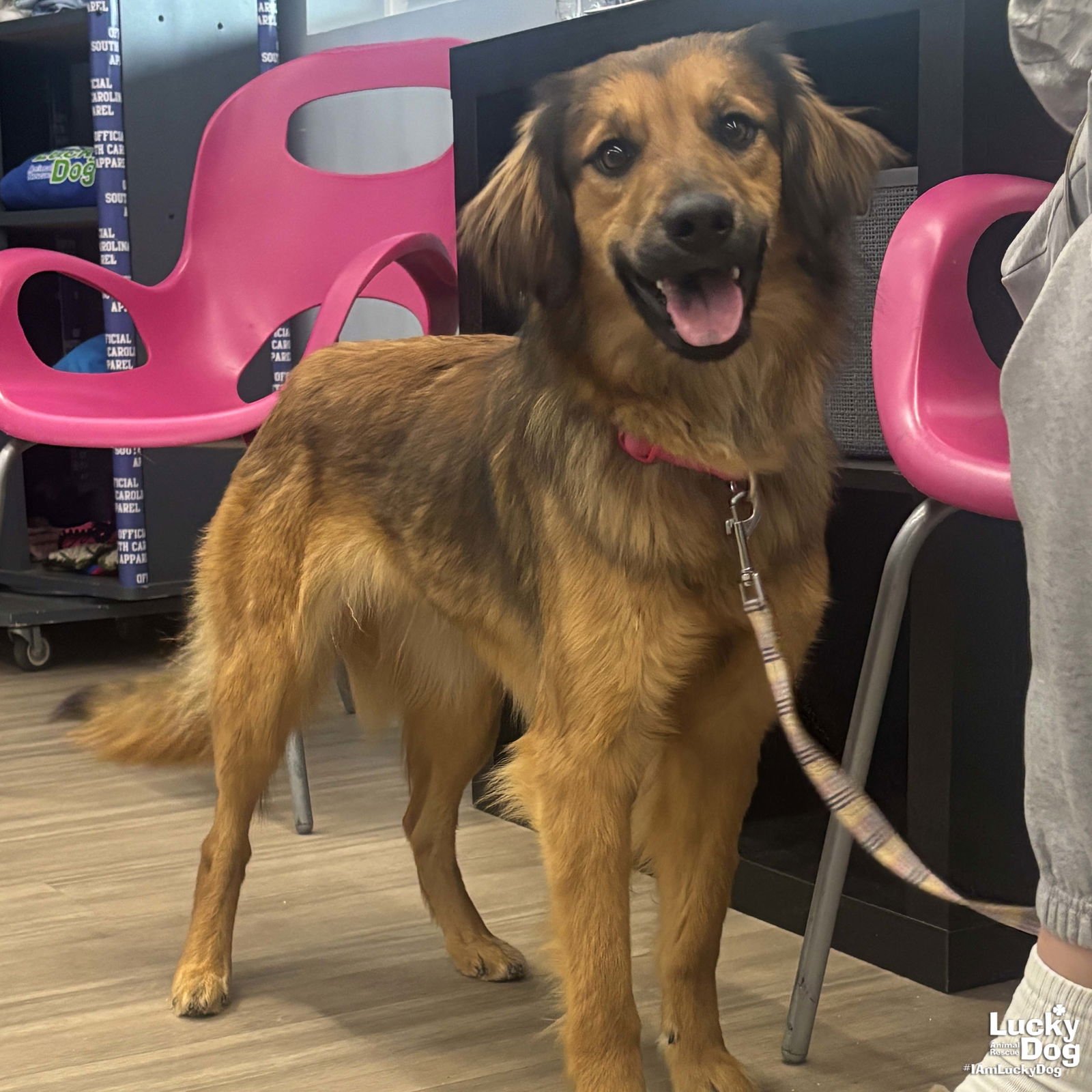 ELOISE - Australian Shepherd / Shepherd available for adoption