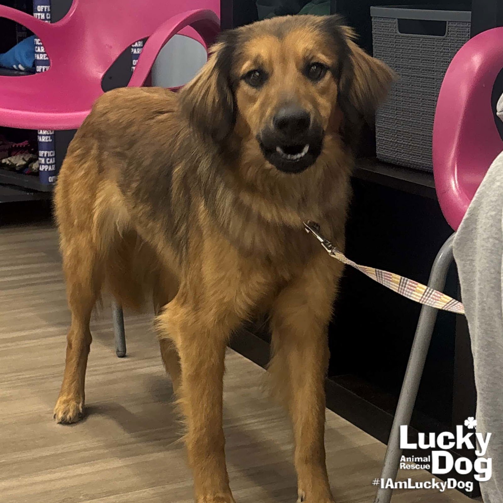 ELOISE - Australian Shepherd / Shepherd available for adoption