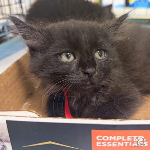 DAN - Domestic Long Hair available for adoption
