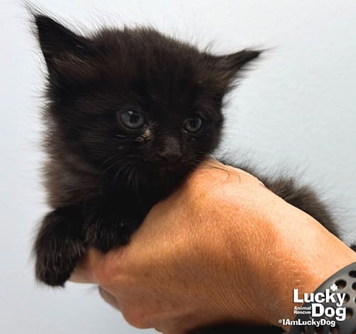 DAN - Domestic Long Hair available for adoption