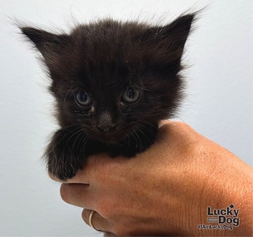 DAN - Domestic Long Hair available for adoption