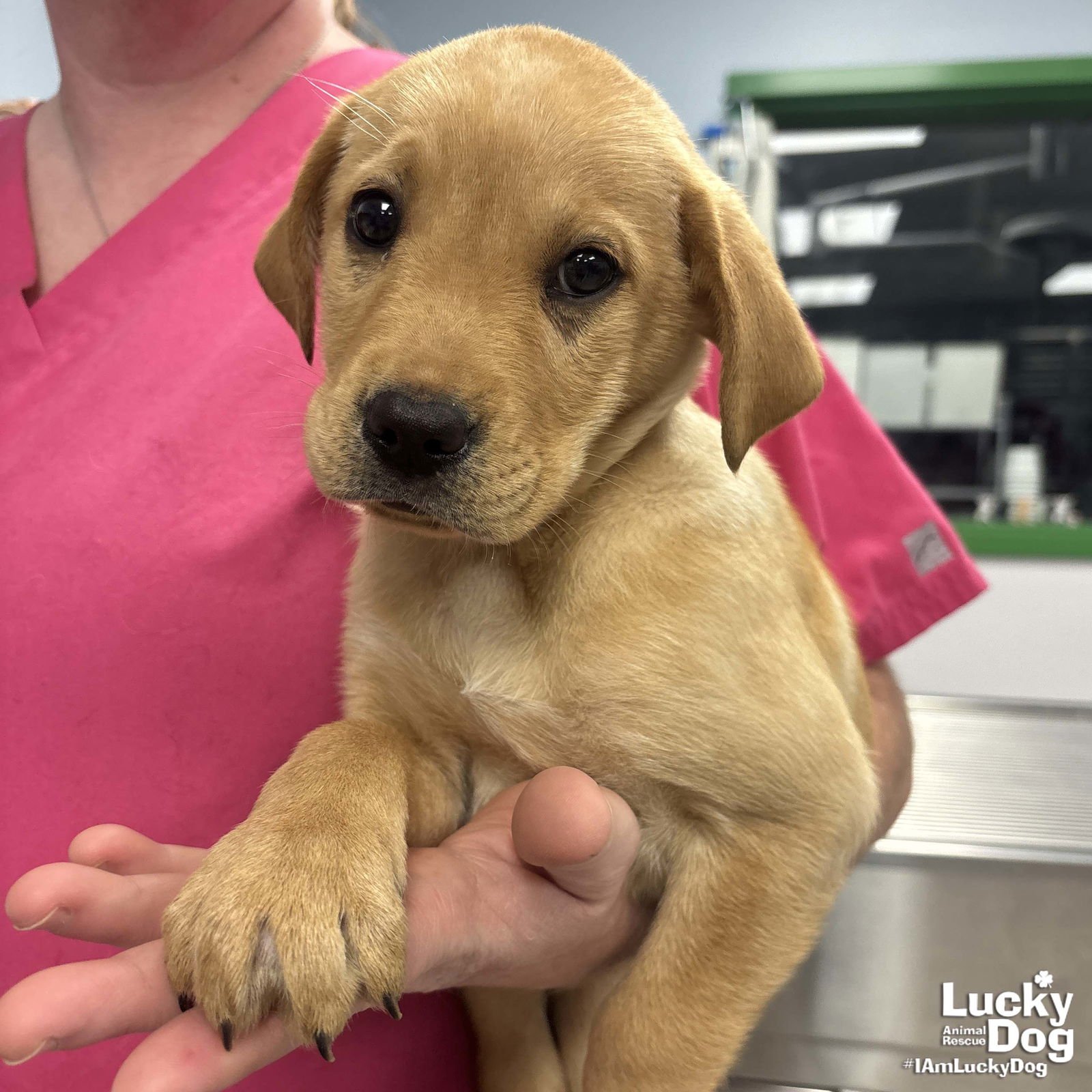 HAYLEY - Shepherd / Labrador Retriever available for adoption