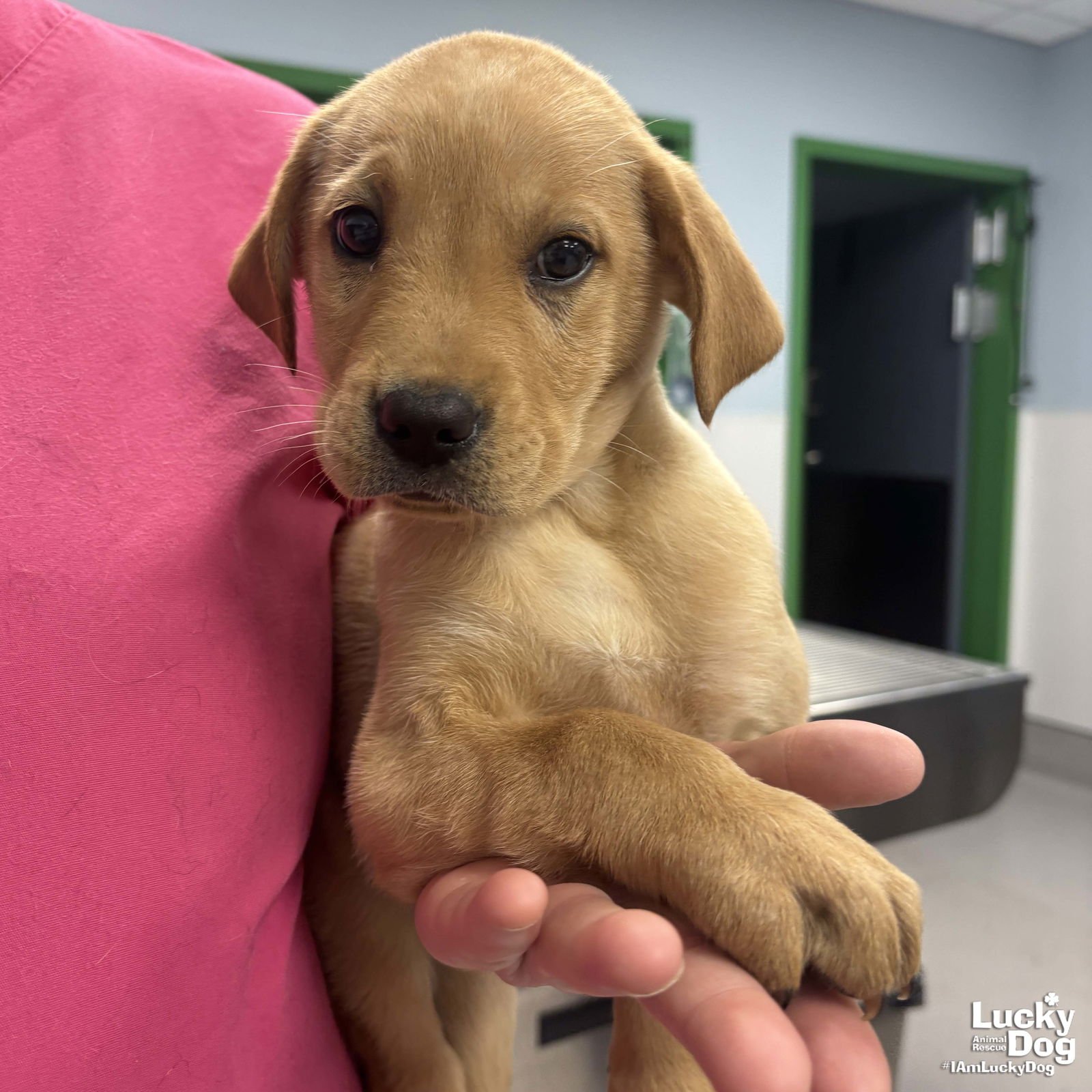 HAYLEY - Shepherd / Labrador Retriever available for adoption