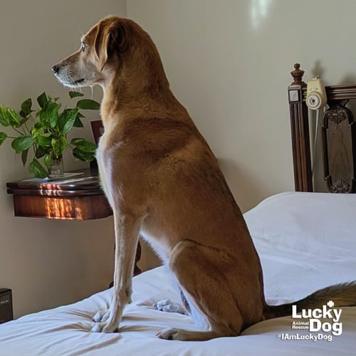 PUMPKIN SPICE - Whippet / Hound available for adoption