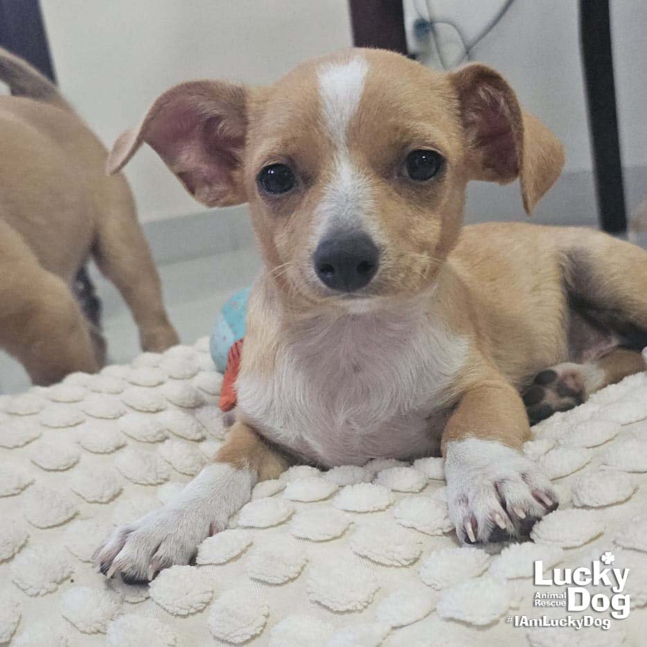 FABIO - Chihuahua / Shih Tzu available for adoption